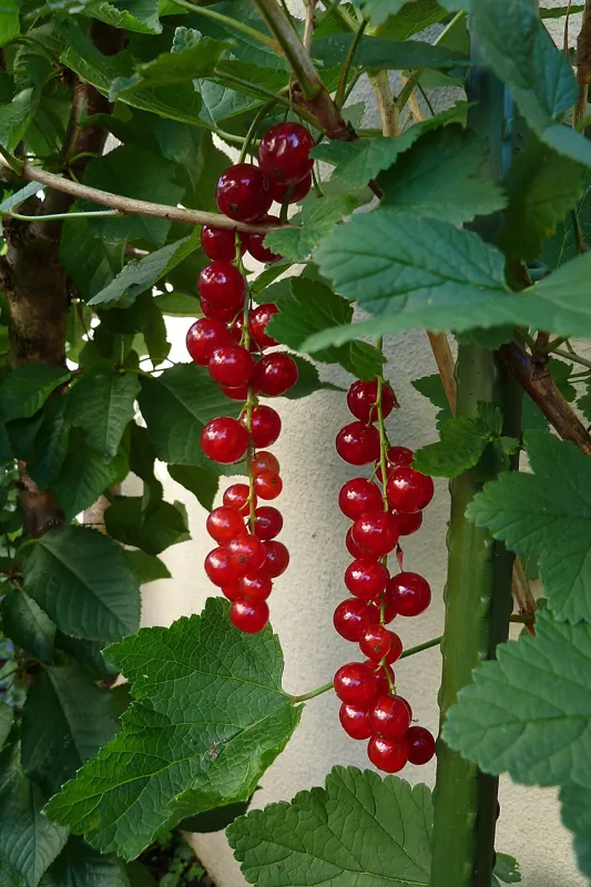 Strings of red currants on the cane