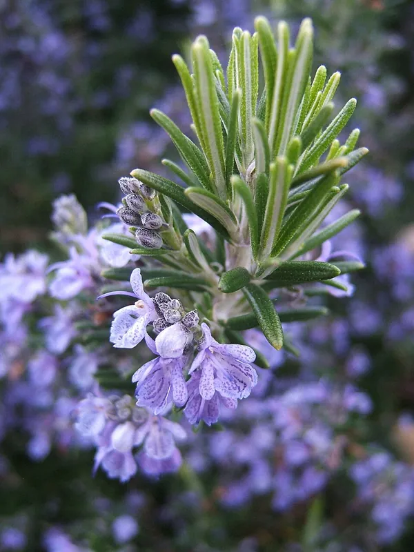 A rosemary plant with needle leaves and blue flowers