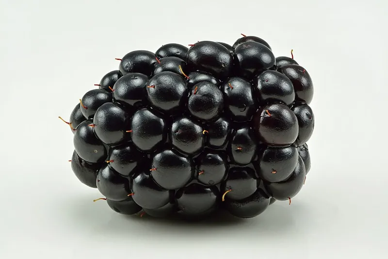 A ripe blackberry