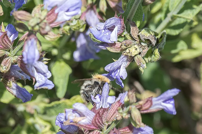 A sage plant with purple flowers