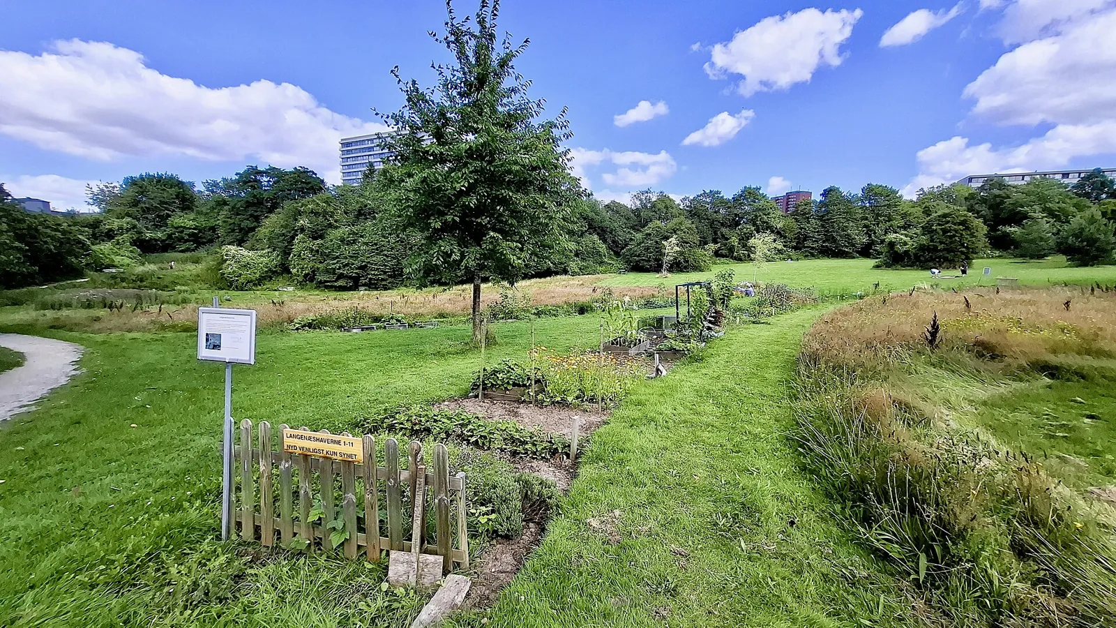 Allotment vegetable plots in a public park, small mixed beds and a young tree behind a low wooden fence, apartment blocks rising beyond the trees under a bright summer sky