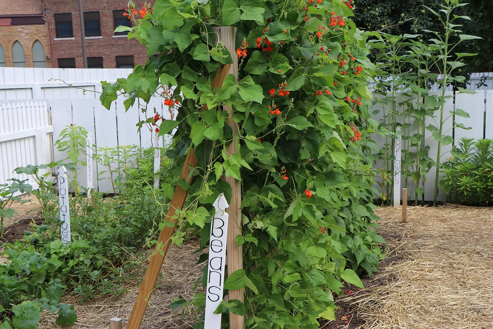 A wooden teepee covered in flowering scarlet runner beans, hand-lettered plant markers and straw-mulched beds around it