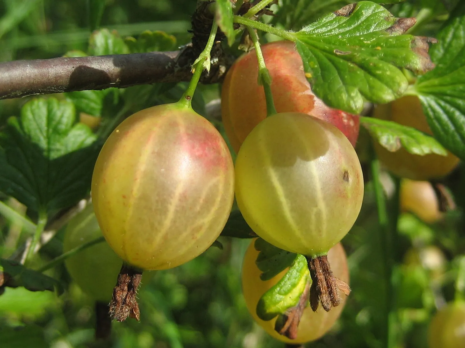 Ripening gooseberries hanging from the branch of a garden bush, translucent yellow-green fruit against the leaves