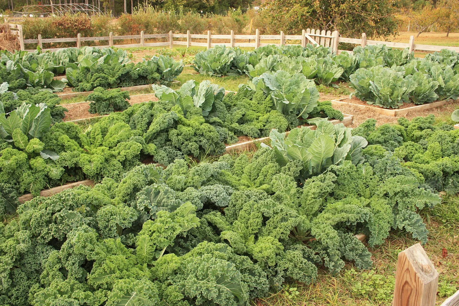 Curly kale and heading cabbages filling a run of timber raised beds inside a split-rail fence