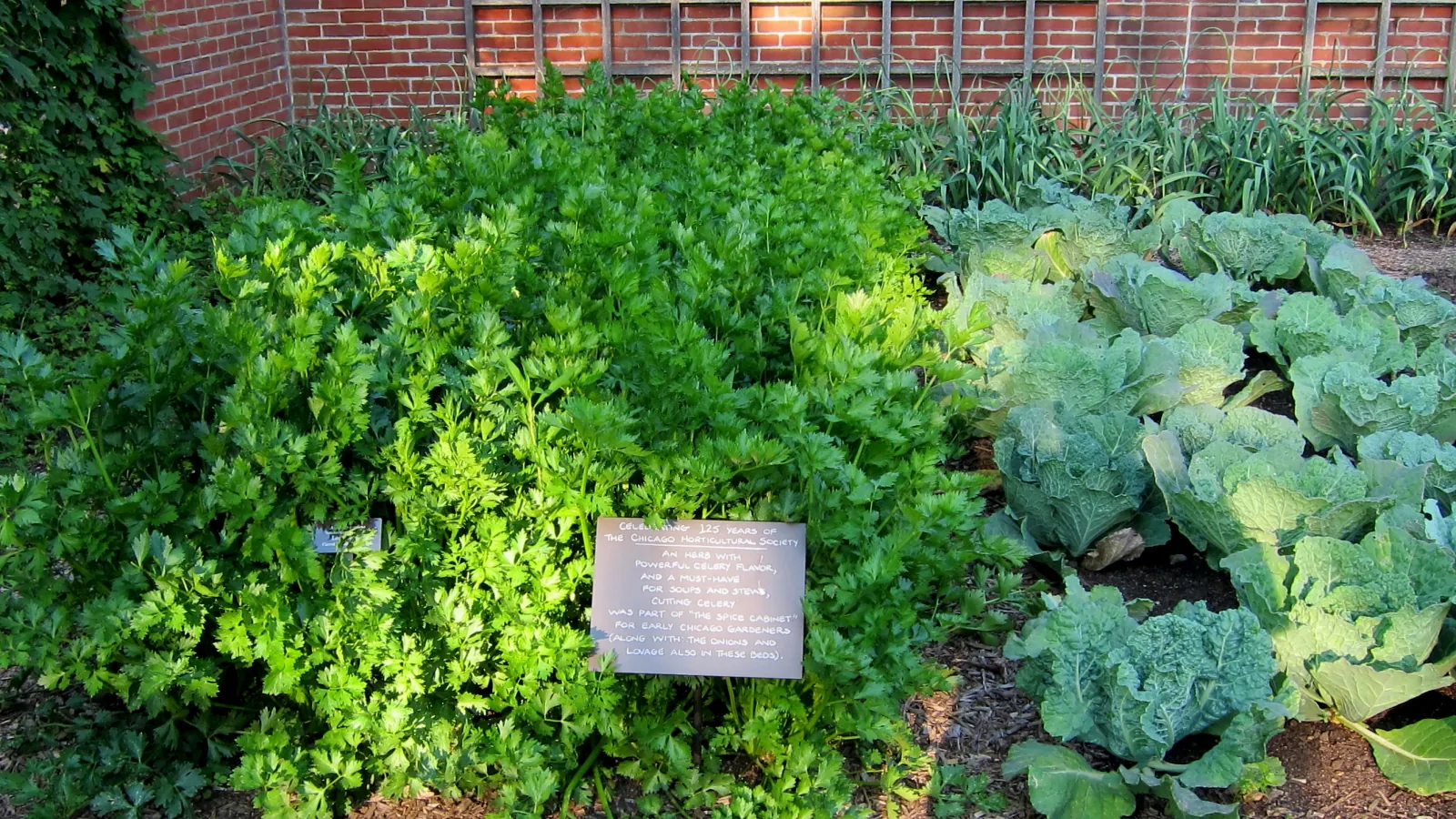 A dense stand of cutting celery beside rows of savoy cabbage along a brick garden wall