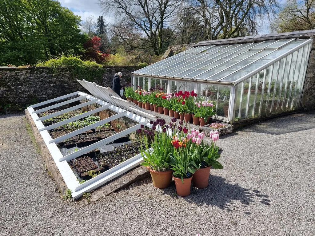 An open cold frame full of seedling trays beside a lean-to greenhouse and pots of tulips, against a stone garden wall