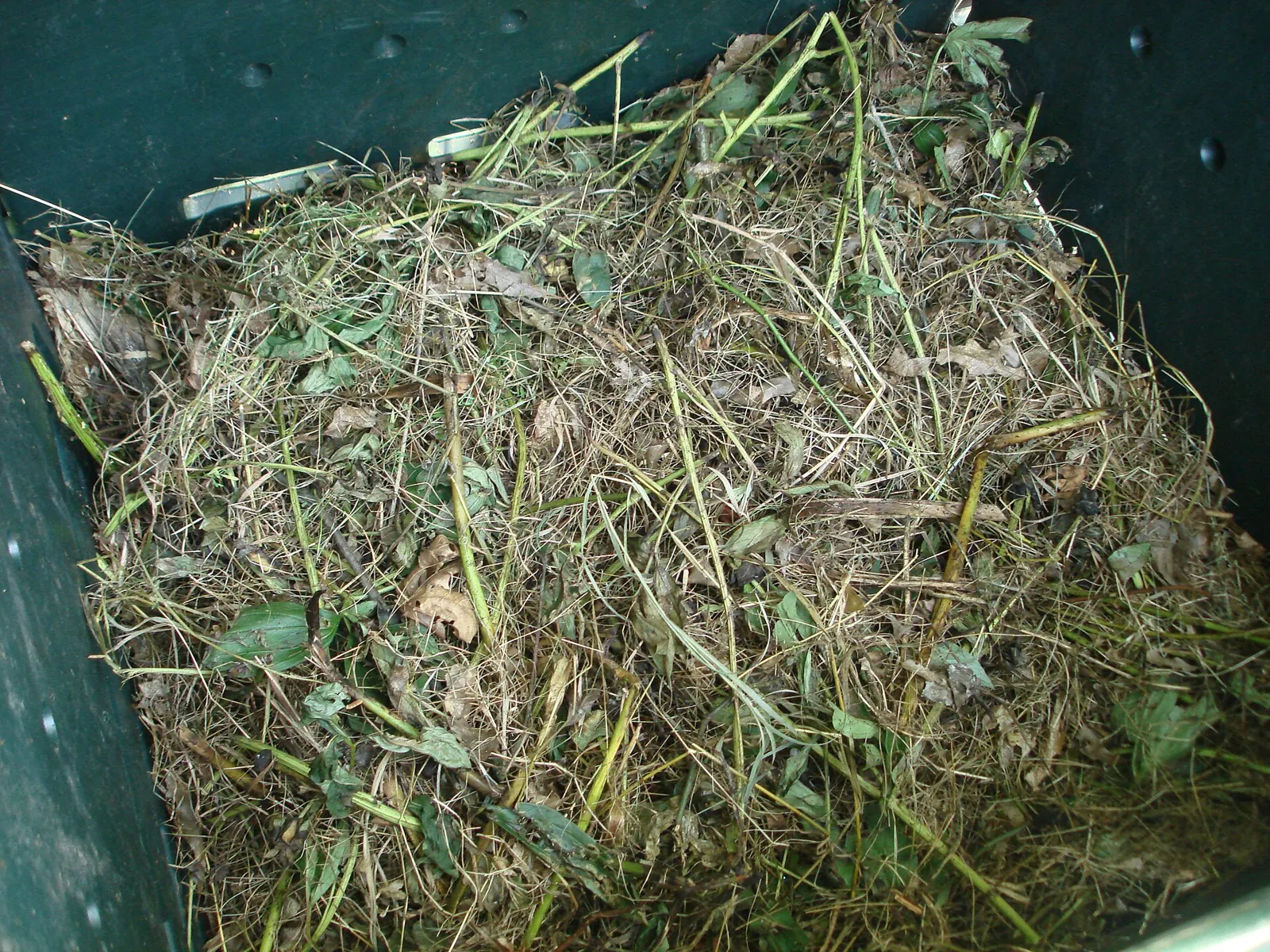Fresh green garden waste - grass clippings, leaves and pruned stems - heaped inside a plastic compost bin, seen from above