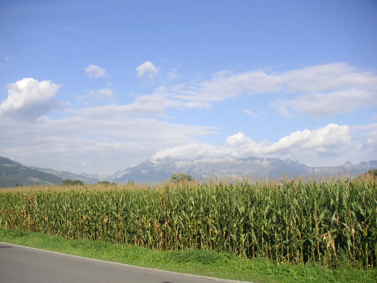 A field of tall tasselling corn beside a country lane, mountain ridges rising behind under a summer sky