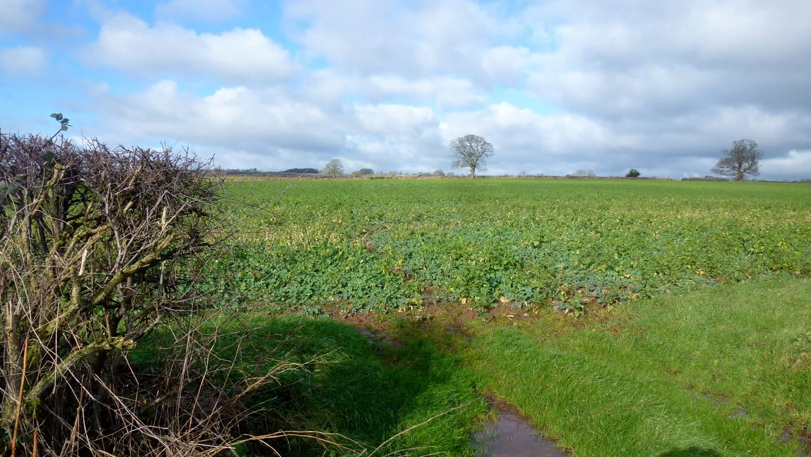 A field sown to a green winter cover crop, seen over a bare hawthorn hedge under moving clouds