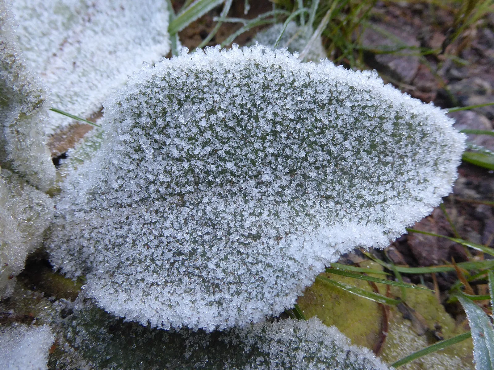 A low green leaf completely crusted in white frost crystals, frosted grass and gravel around it