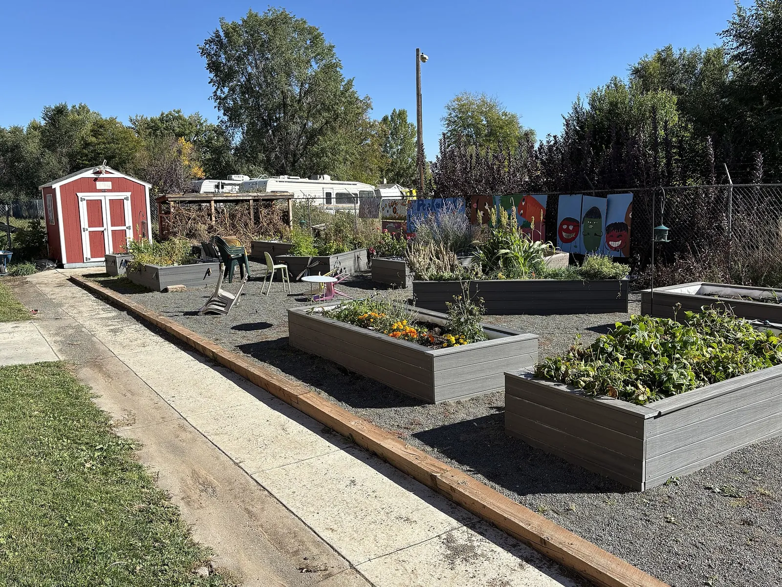 Grey raised beds of flowers, beans and herbs on gravel paths in a community garden, a red shed and a painted mural fence behind