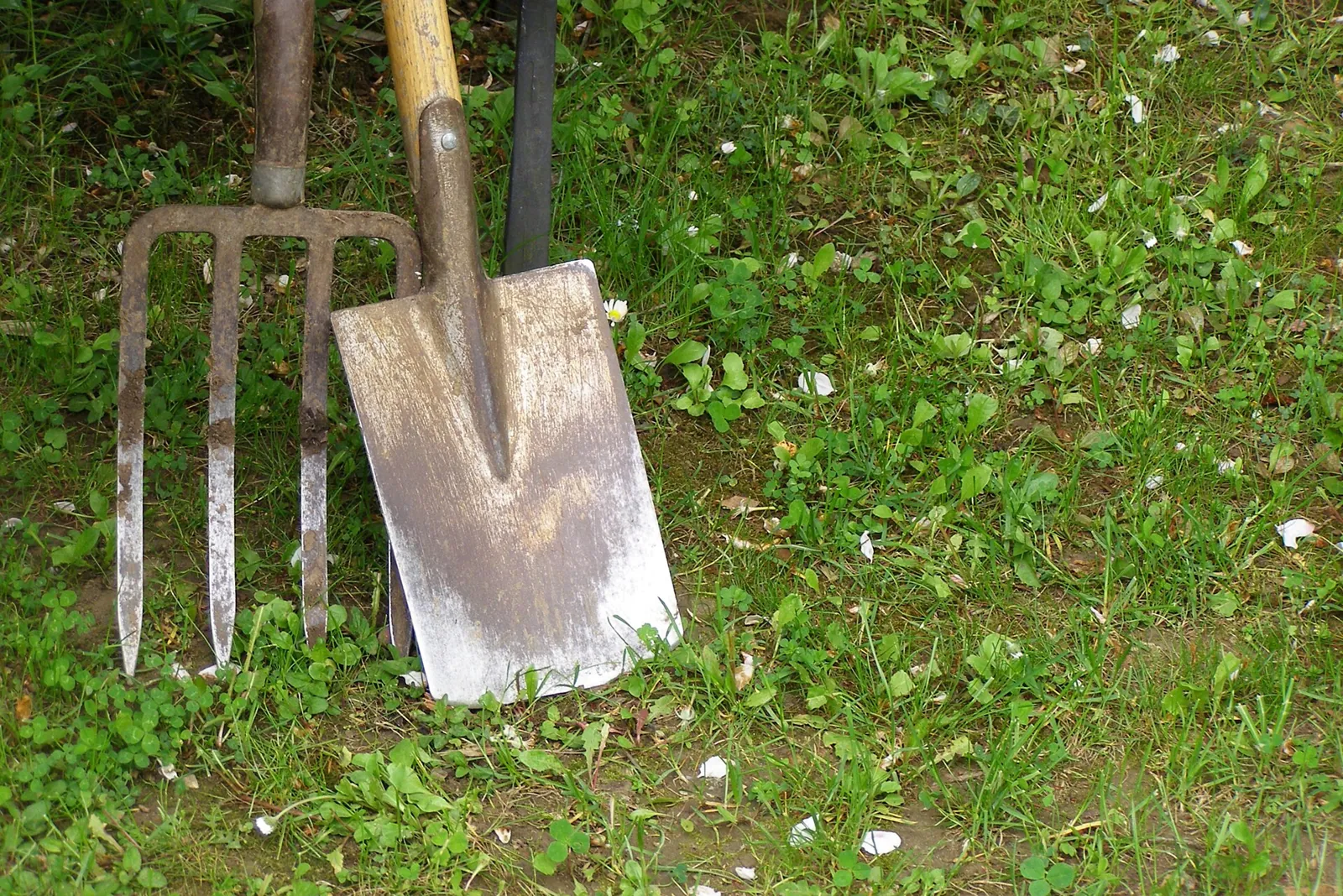 A digging fork and a well-worn spade resting side by side on clover-studded grass