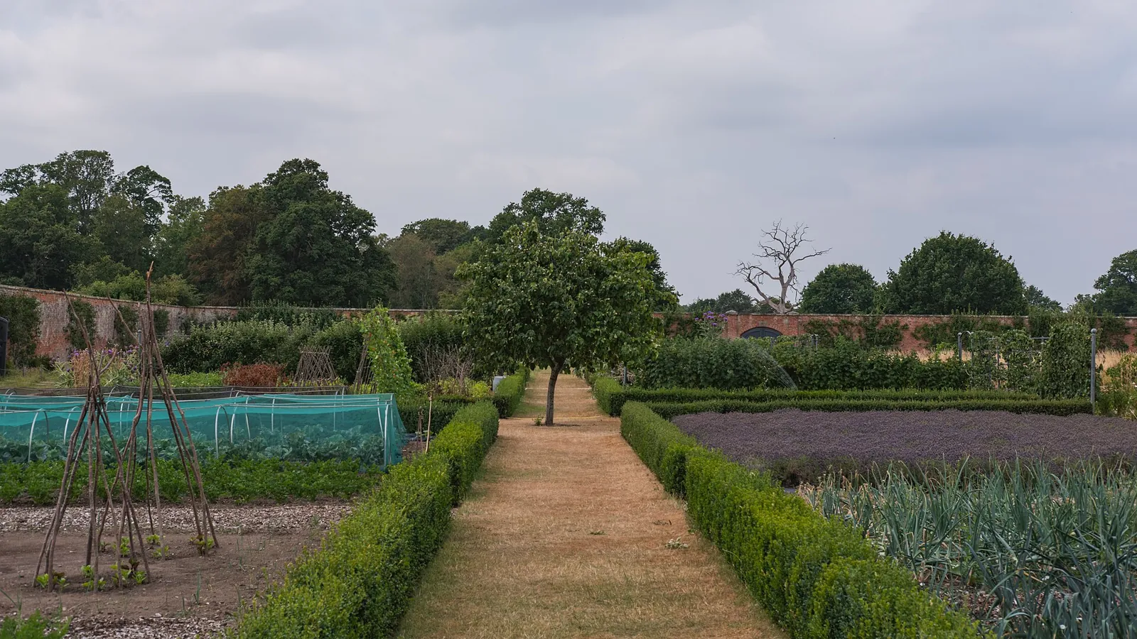 A straight path between box-edged vegetable beds in an old walled kitchen garden, a young tree at its centre