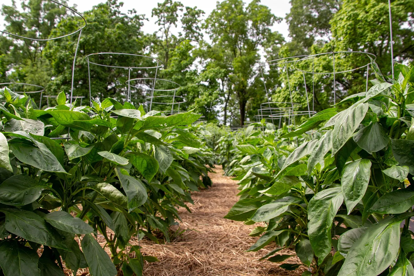 A vegetable garden of long planted rows in open ground, seen across the beds