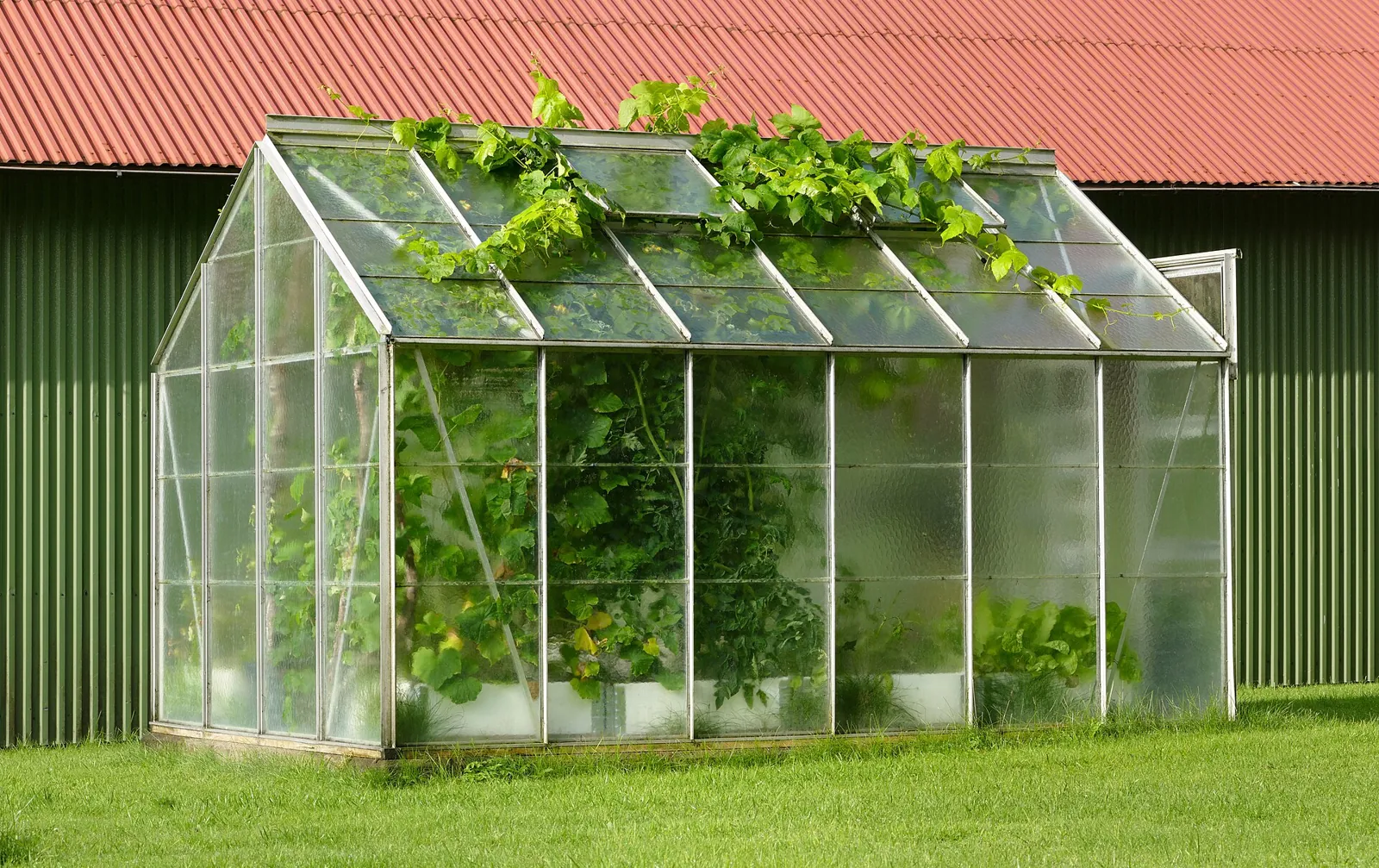 A small glasshouse packed with tomato and squash plants, a vine spilling out of the open roof vent