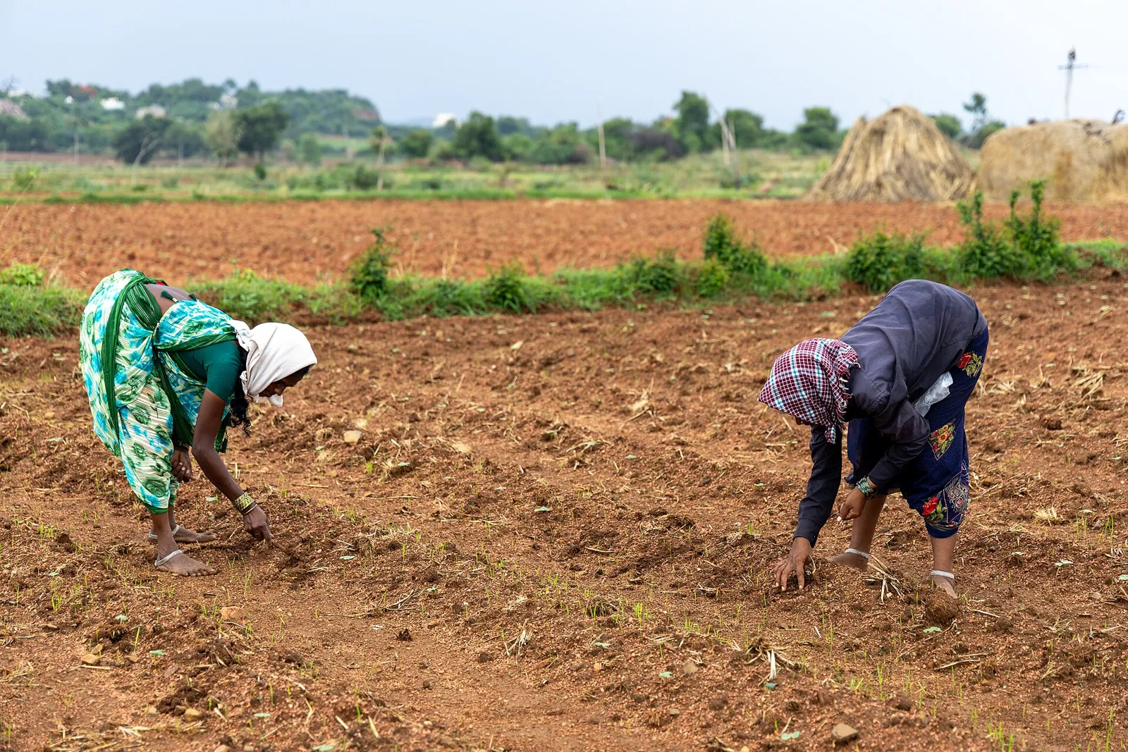 Two women bending to sow seed by hand across a red-earth field, a straw stack on the horizon