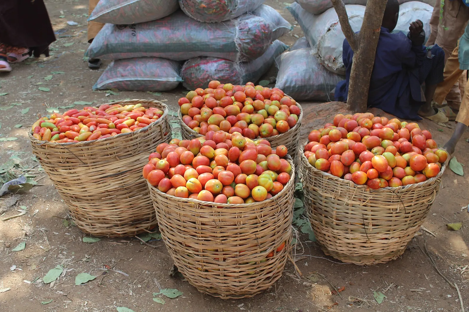 Four tall woven baskets heaped with red and orange tomatoes at a market, produce sacks stacked behind