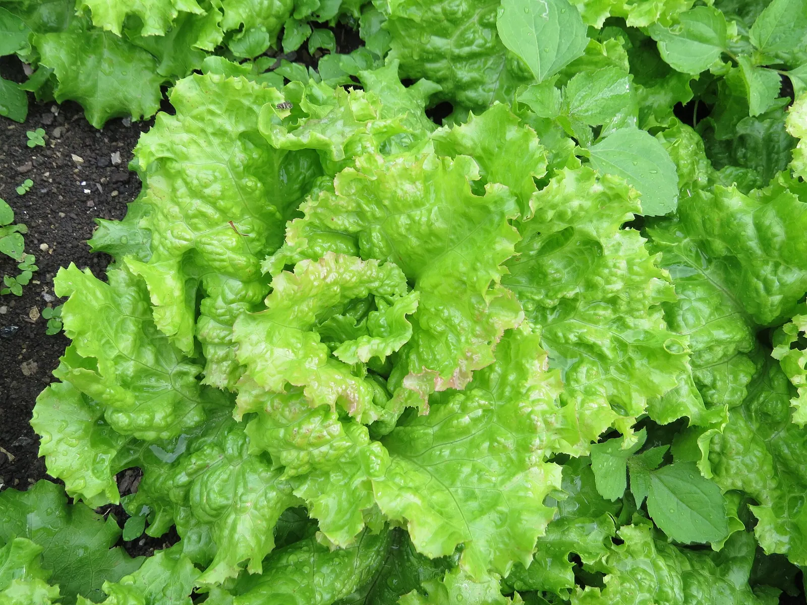 A loose-leaf lettuce at full size, its crinkled leaves beaded with rain, more greens crowding in around it