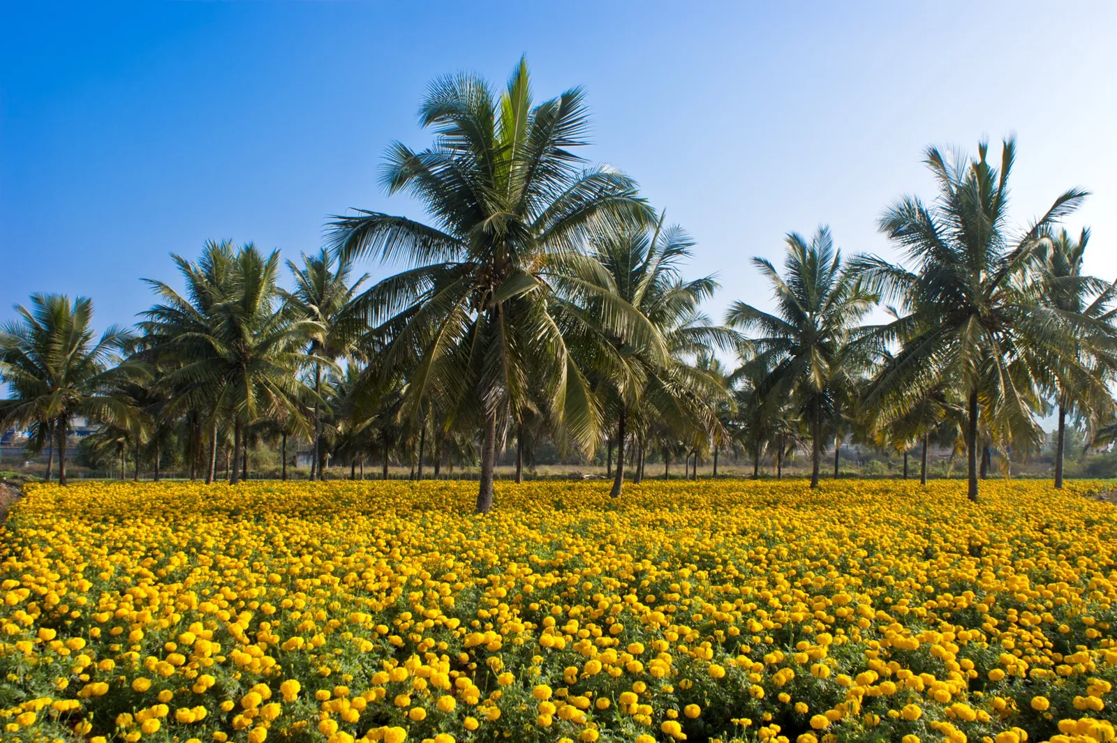 A field of yellow marigolds in full bloom beneath a stand of coconut palms under a clear blue sky