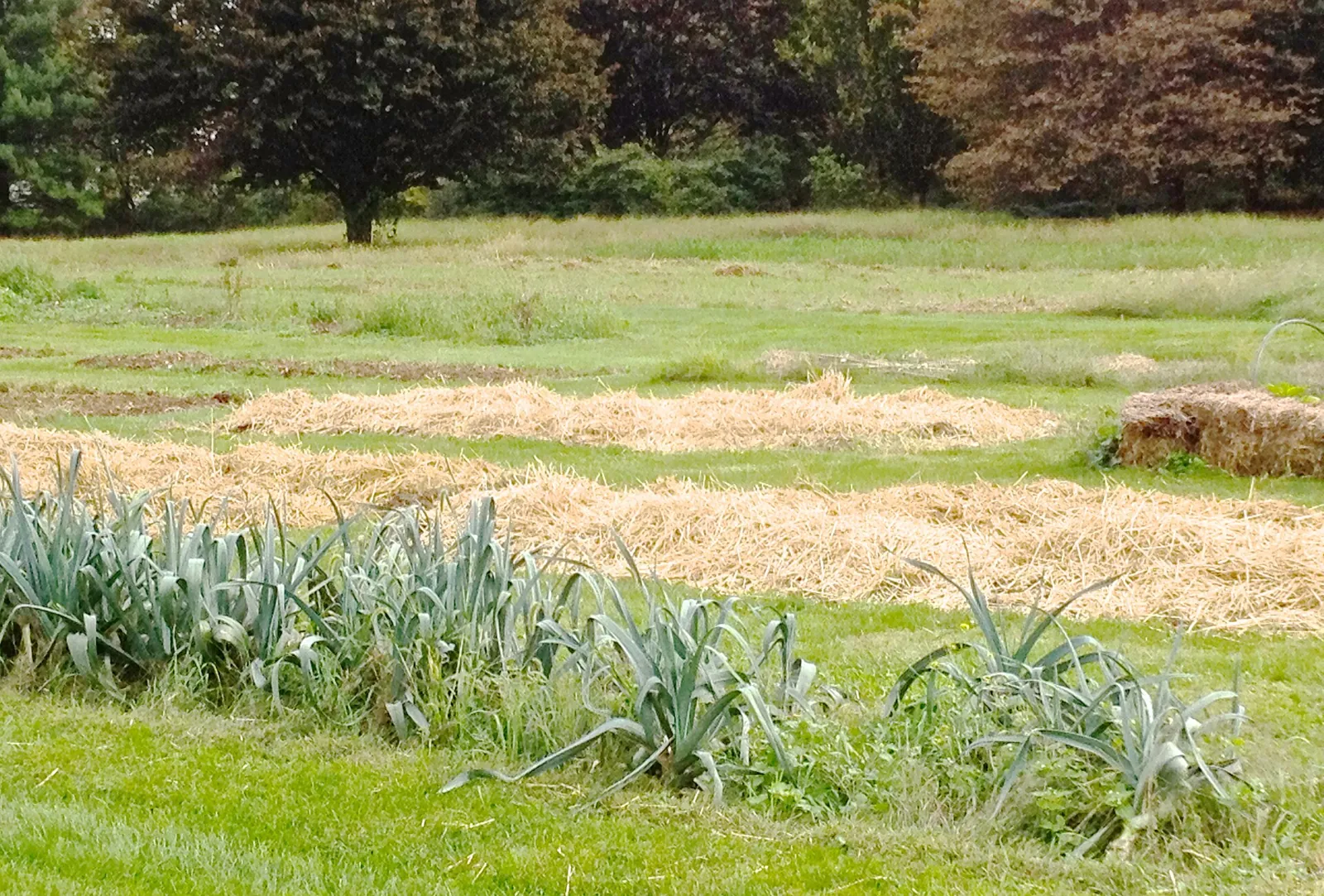 A garden of straw-mulched beds and a row of leeks in open grass, a spare straw bale waiting at the edge