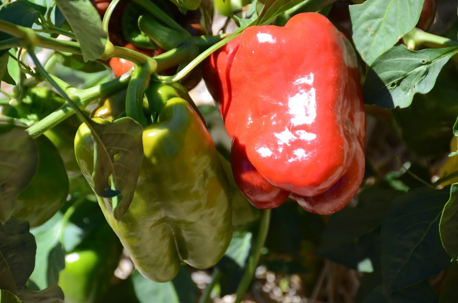 A glossy red bell pepper and a green one ripening side by side among sunlit leaves