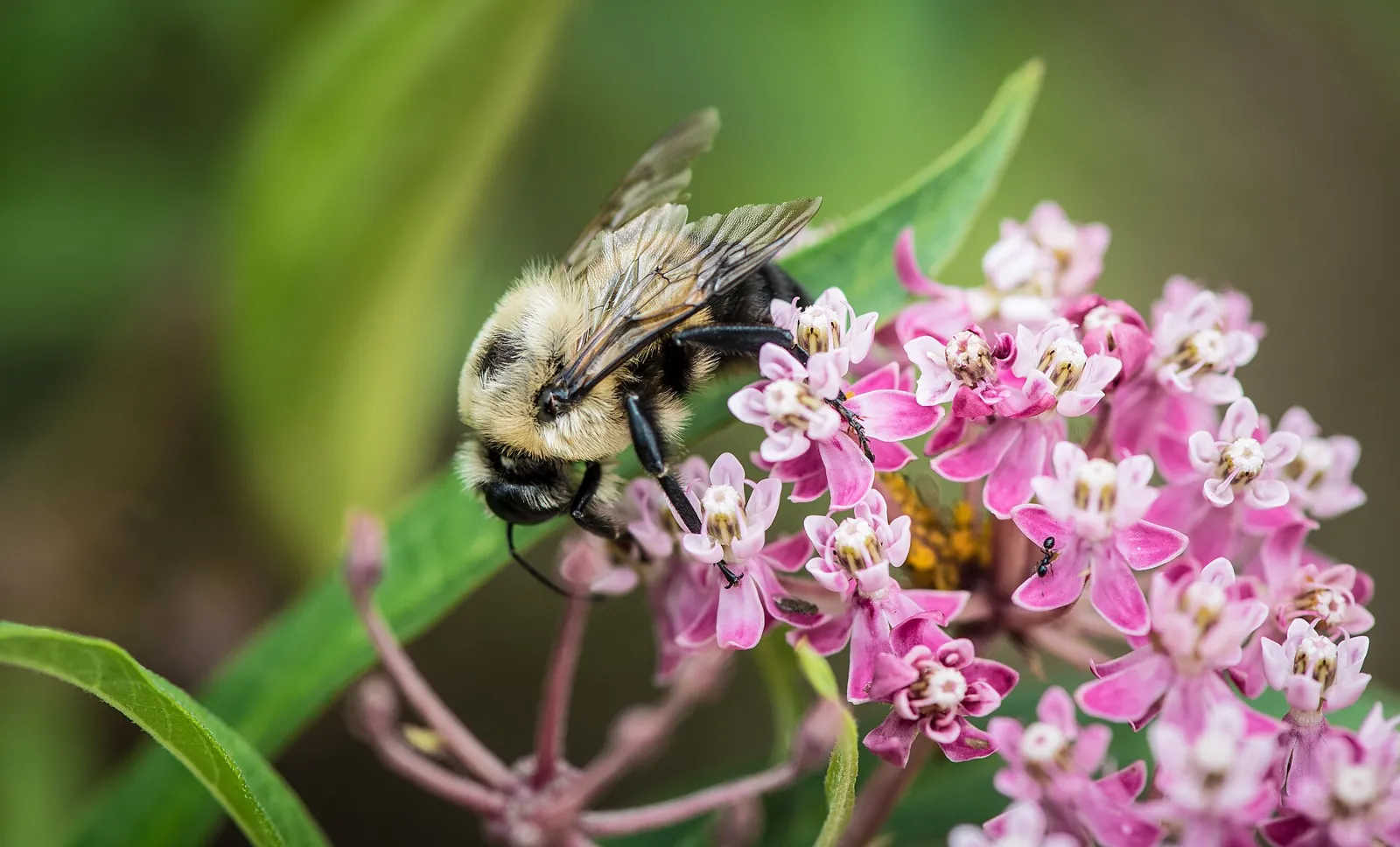 A bumblebee feeding at a dense cluster of pink swamp-milkweed flowers, its wings folded back, a small ant among the blooms