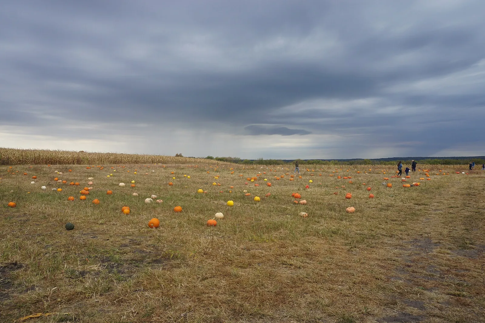 Orange and yellow pumpkins scattered across a picked-over field under a heavy storm sky, dry corn standing at the edge