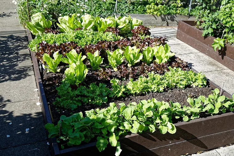 A raised bed planted with neat rows of lettuces, salad leaves and radishes in rich dark soil