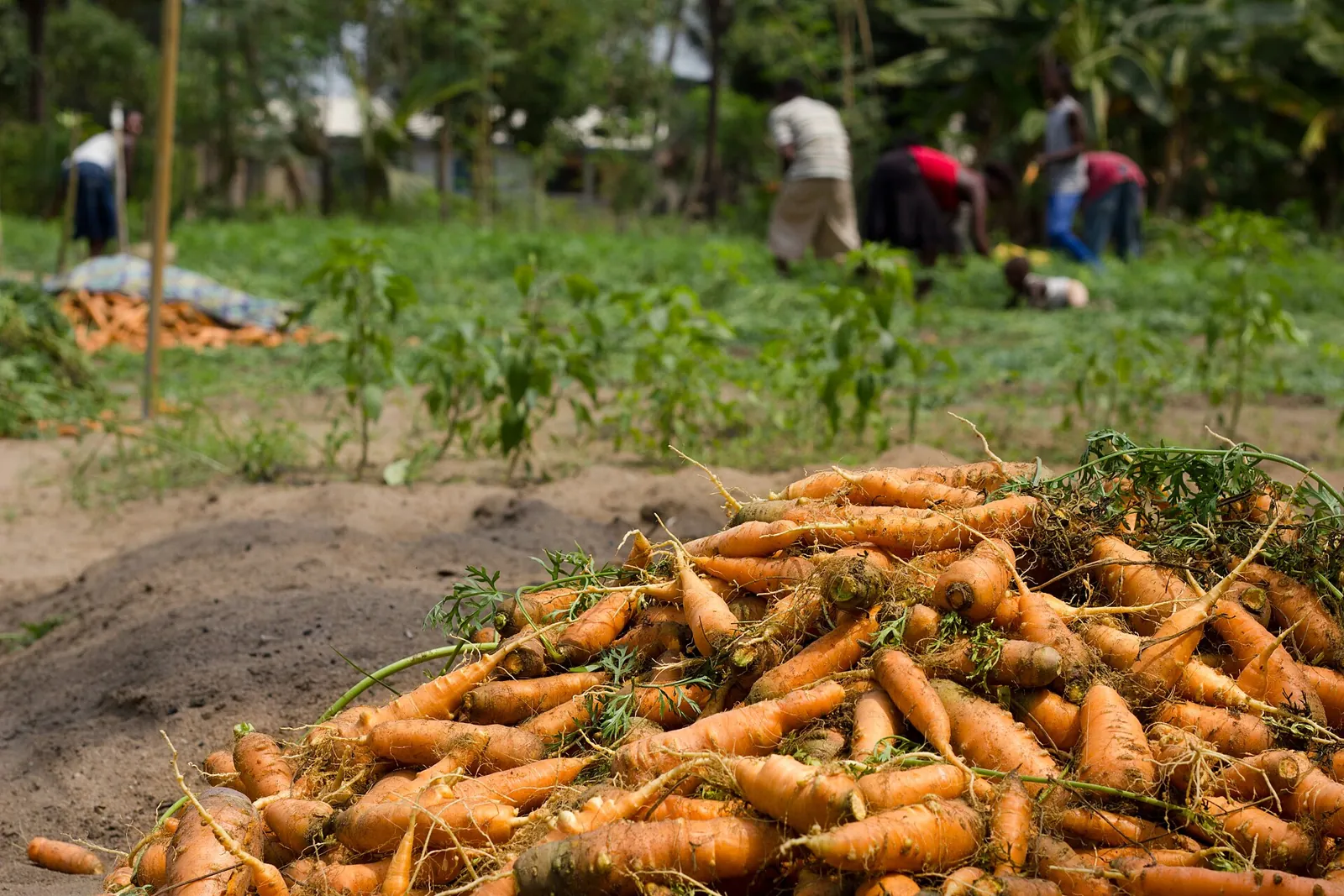 A heap of freshly pulled carrots with their tops still on, harvesters working the green rows behind