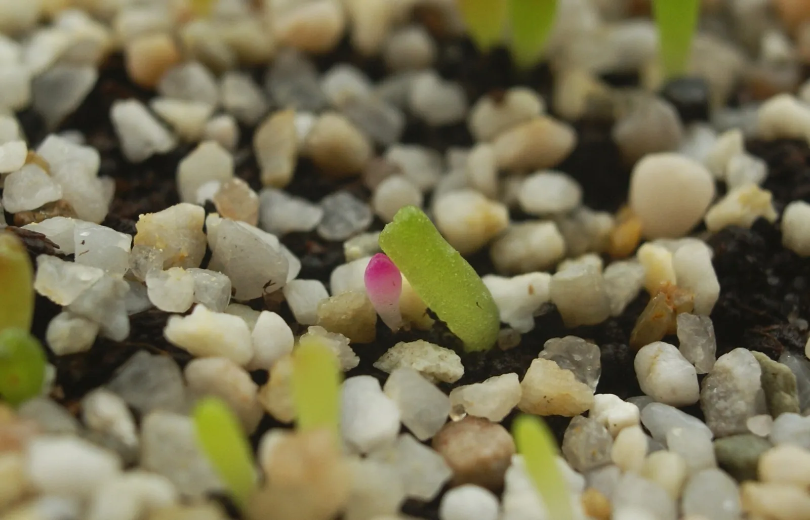 A tiny seedling breaking the surface between grains of coarse grit, its stem still bent from the seed