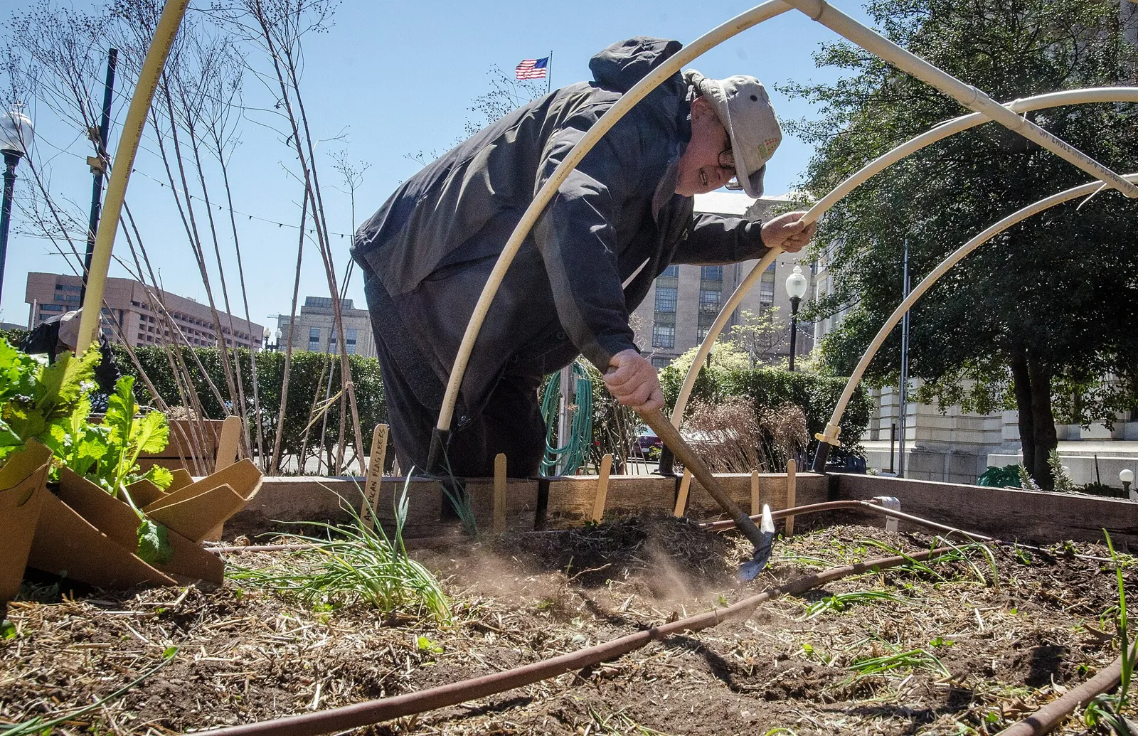 A gardener in a bucket hat working the soil with a hoe inside a hooped raised bed, a leek marker at the rail and city buildings behind