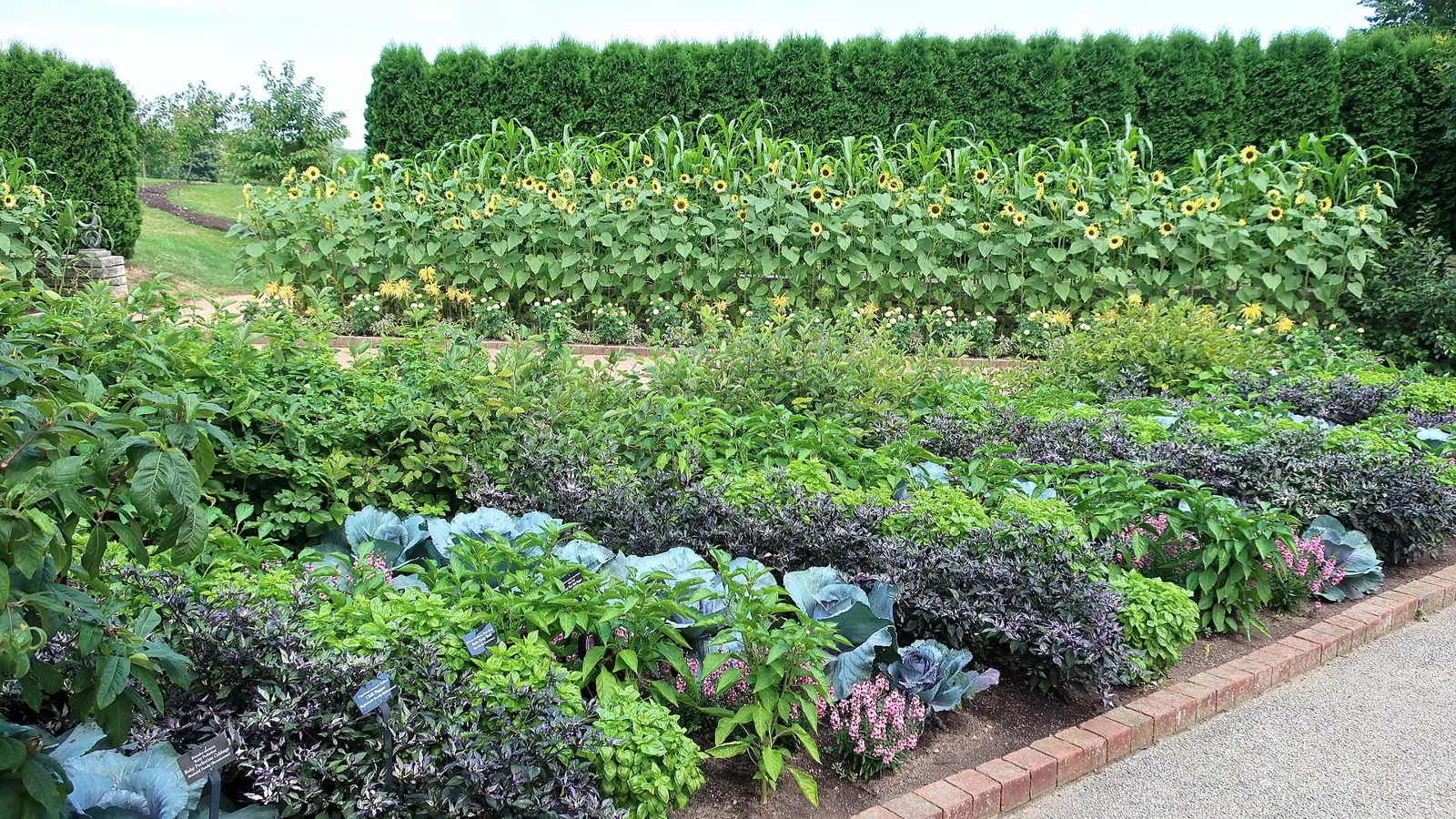 An ornamental vegetable border of red cabbages, peppers, basil and herbs backed by a wall of sunflowers