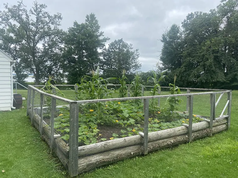 An established Three Sisters bed - corn tasselling with squash flowering and sprawling below, inside a fenced garden