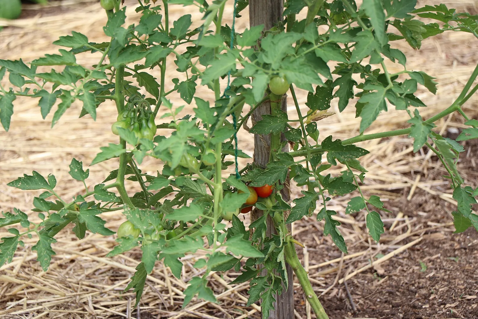A staked tomato plant in a garden bed, clusters of small fruit ripening from green through orange to red among the leaves, the ground mulched with straw