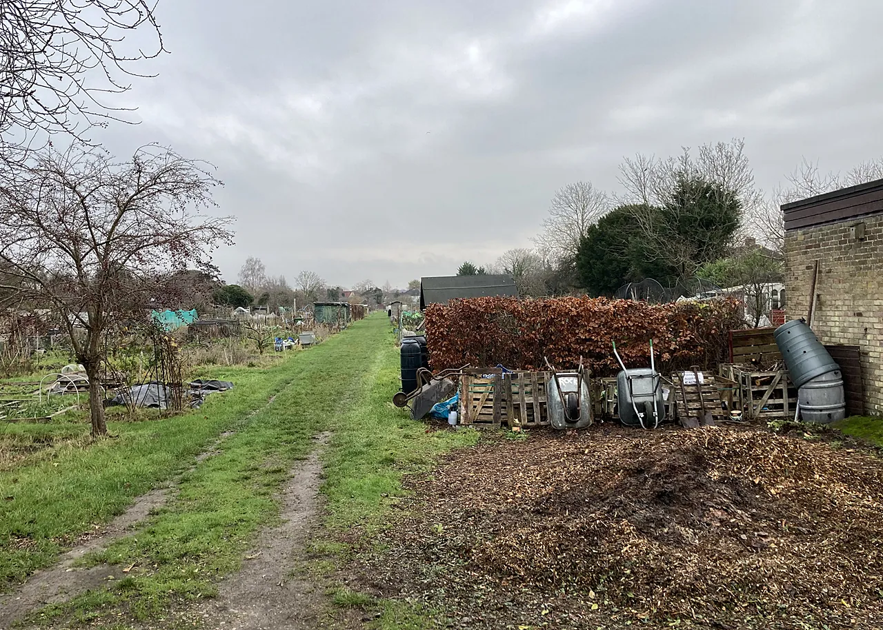 Allotment plots resting under a gray winter sky, wheelbarrows and pallet compost bins lined up by a copper beech hedge