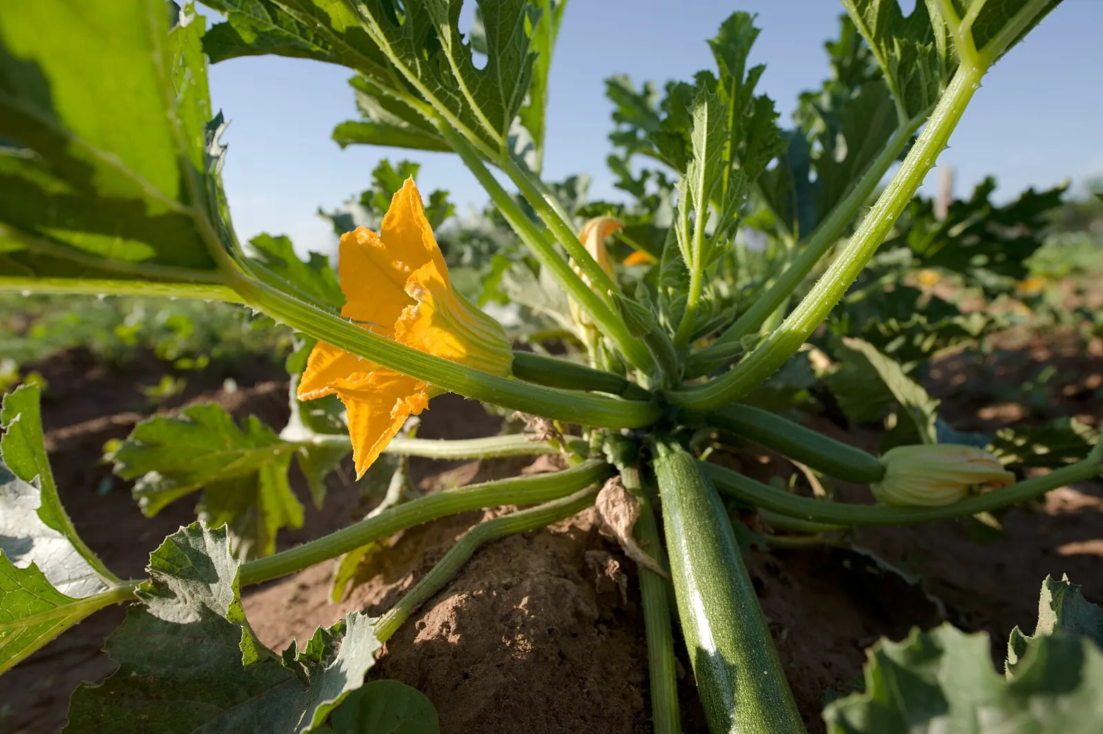 A zucchini plant low to the ground, an orange flower open and a dark fruit swelling beneath the leaf stems