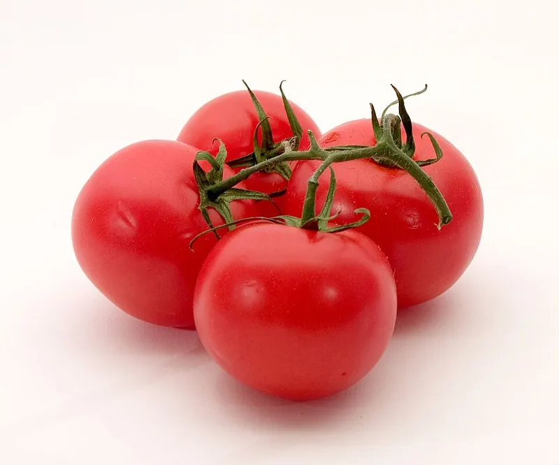Ripe red tomatoes on the vine