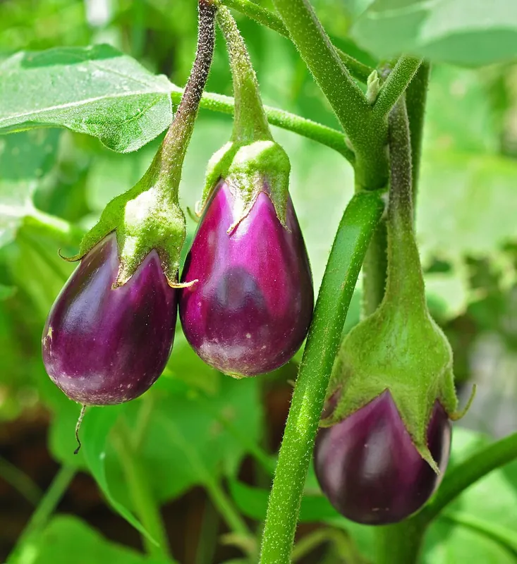 Purple eggplants ripening on the plant