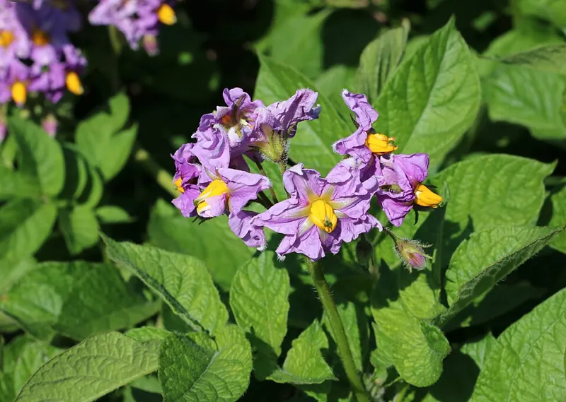 A potato plant in flower, with purple blossoms