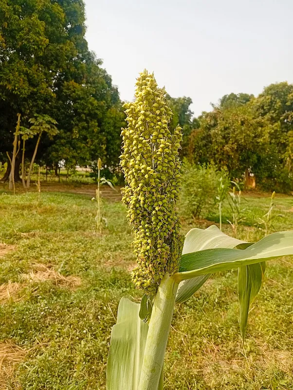 A field of sorghum plants