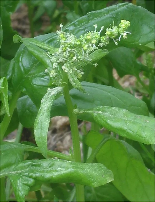 A spinach plant with broad green leaves