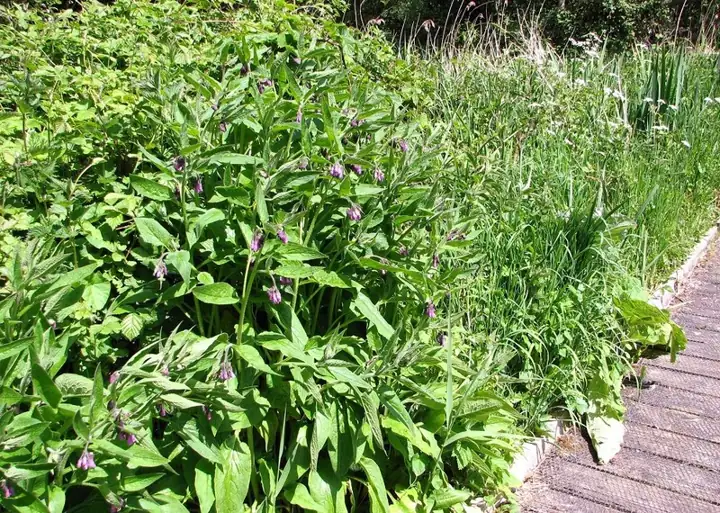 A stand of Russian comfrey foliage