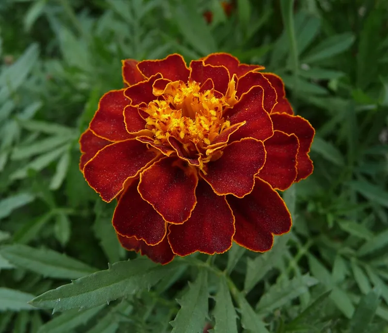 A French marigold flower