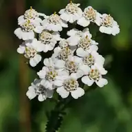 Yarrow