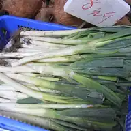 Scallion