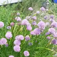 Chives