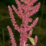 Amaranth