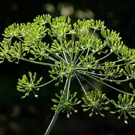 Dill