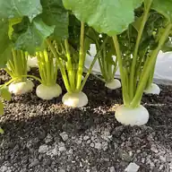 Turnip