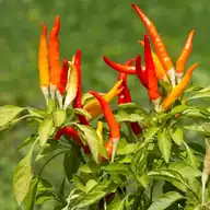 Pepper